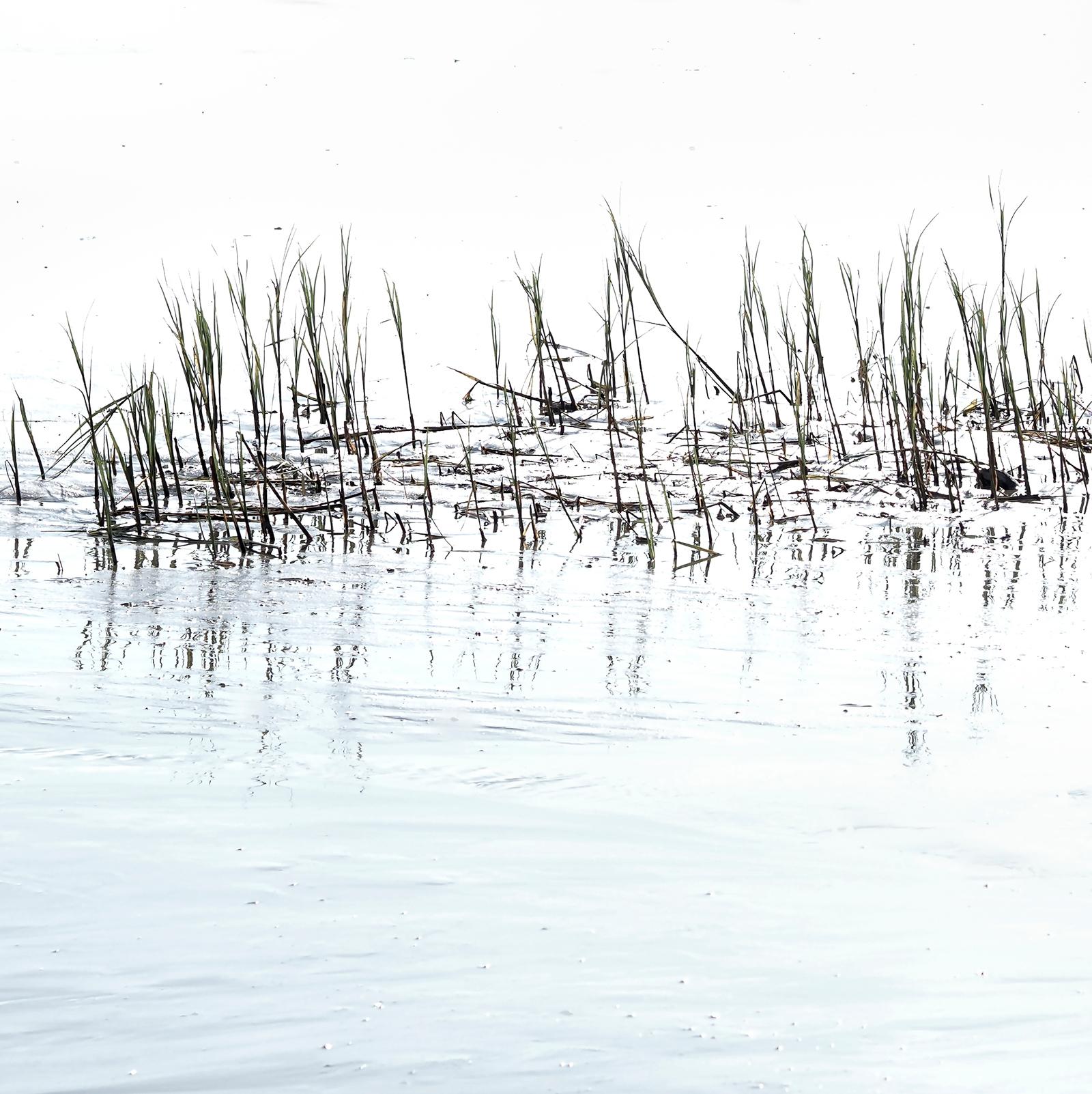 Elbgrass - contemporary abstract photography of beach flora and sea - Photograph by Michael Götze