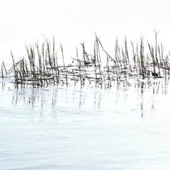 Elbgrass - contemporary abstract photography of beach flora and sea