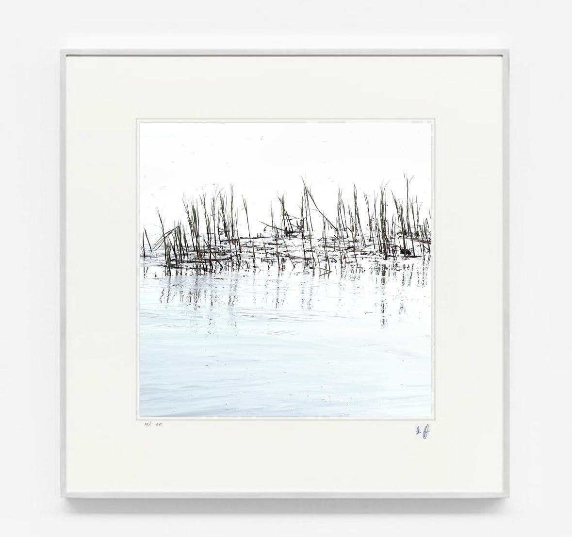 Michael Götze Landscape Photograph - Elbgrass - contemporary abstract photography of beach flora and sea
