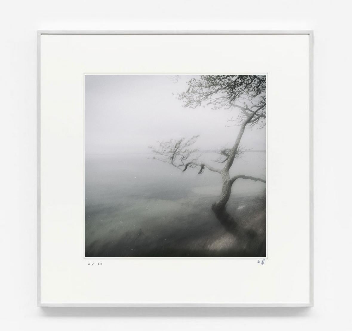 Michael Götze Color Photograph - Tree at Whitesea - contemporary black & white photography of sea, tree and mist