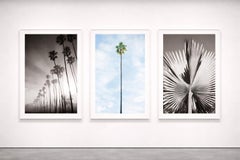 Single Palm