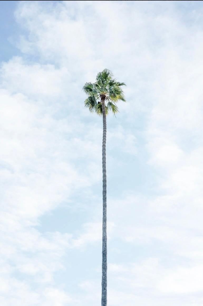 Michael Haber Color Photograph - Single Palm