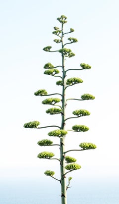 Used Agave flower