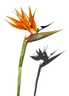 Used Bird of paradise