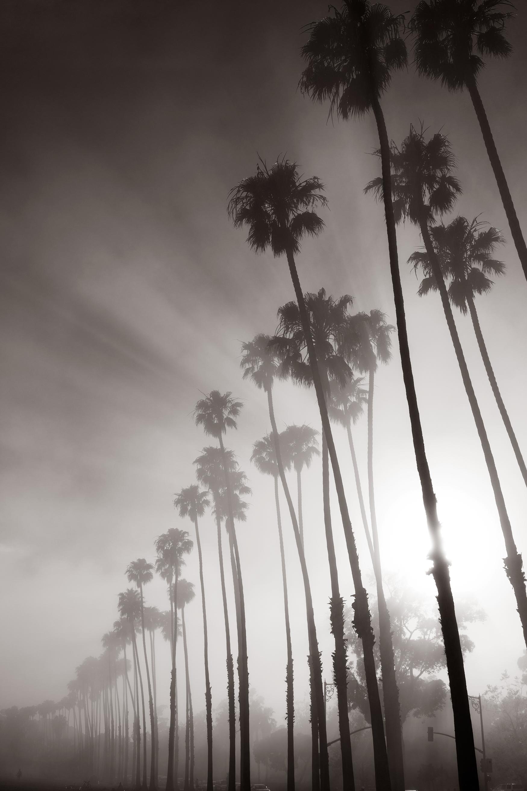 Misty palms