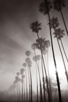 Used Misty palms