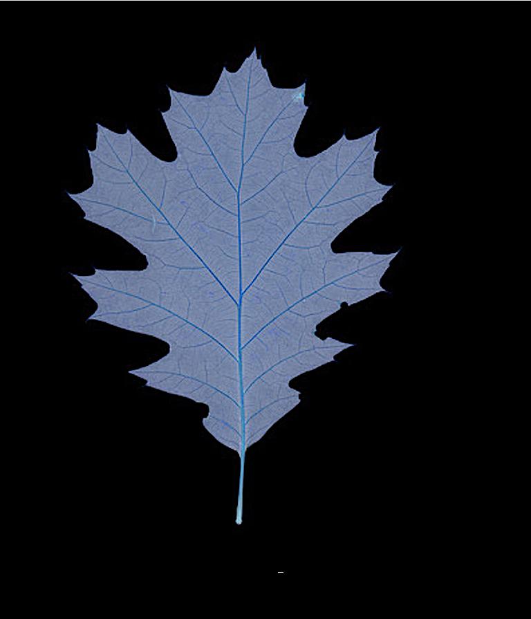 75-Year-Old Oak Leaf - 21st Century Still Life Contemporary Photograph C-Print
Edition 1/5+2 AP
Print is unframed and comes with a sticker signed by the artist

Michael Huey was born 1964 in Traverse City, USA, lives and works in Vienna, Austria,