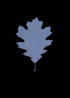 75-Year-Old Oak Leaf - 21st Century Still Life Contemporary Photography C-Print
