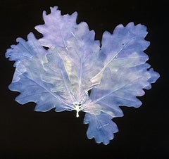 Vlasim Oak Leaves - 21st Century Still Life Contemporary Photography C-Print