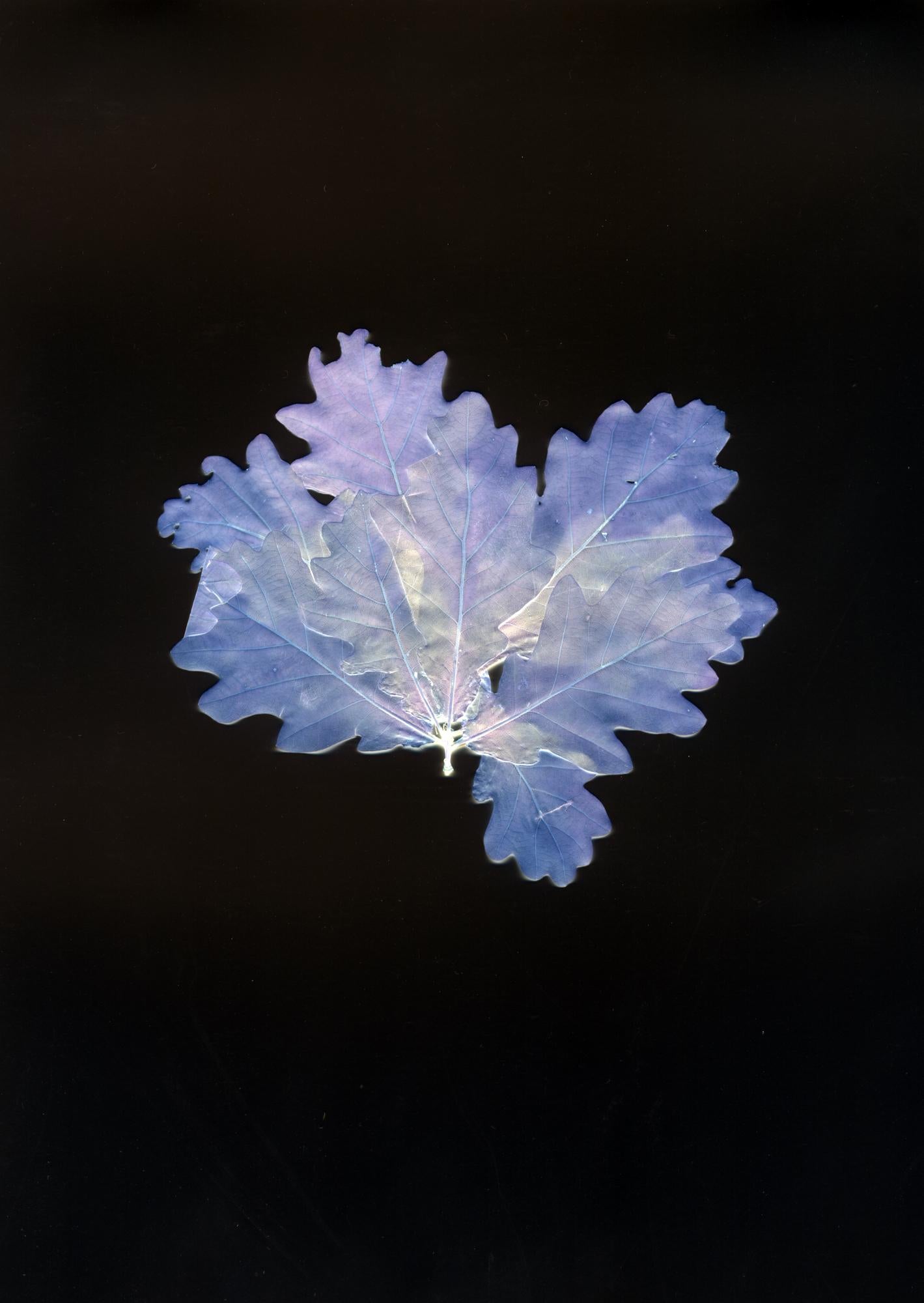 Color Photograph Michael Huey - Vlasim Oak Leaves - 21st Century Still Life Contemporary Photography C-Print (Feuilles de chêne - Nature morte du 21e siècle - Photographie contemporaine)