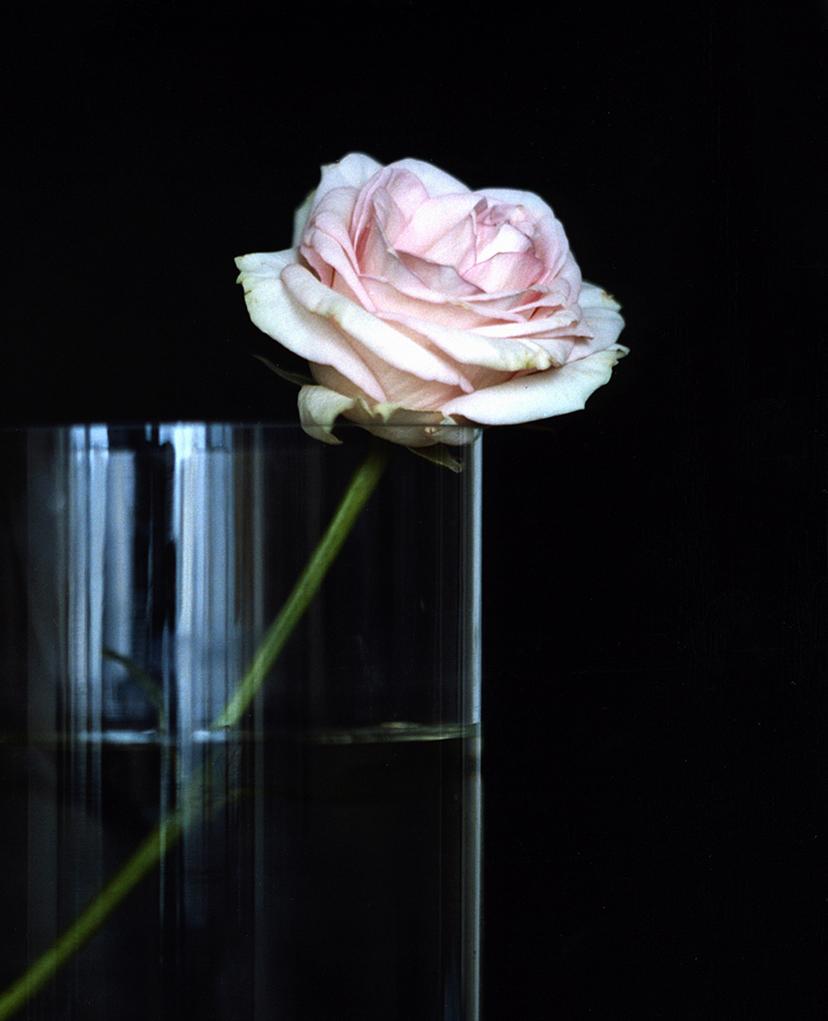 One Pink Rose, n.d. Still life limited edition color photograph - Photograph by Michael James O’Brien