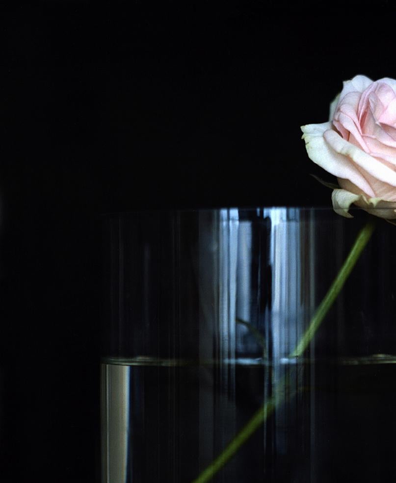 One Pink Rose, n.d. Still life limited edition color photograph - Contemporary Photograph by Michael James O’Brien