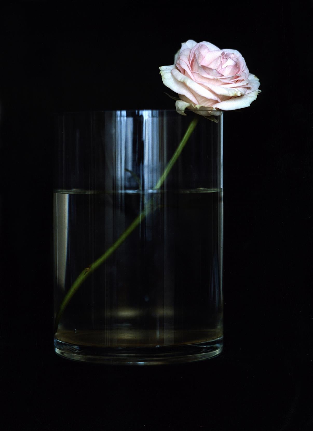 Michael James O’Brien Color Photograph - One Pink Rose, n.d. Still life limited edition color photograph