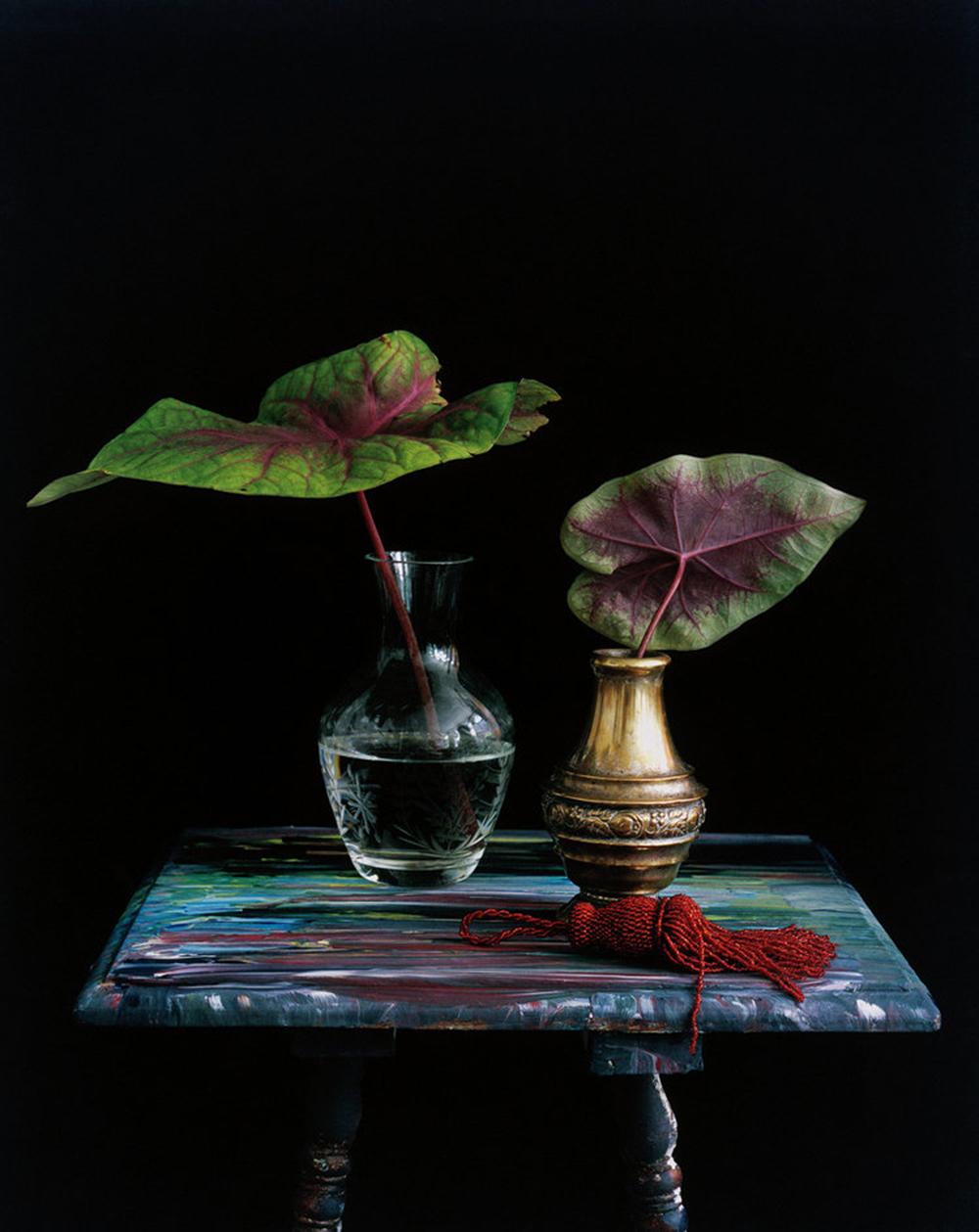 Still-life, Portfolio. A set of 8 Limited edition color photographs - Photograph by Michael James O’Brien