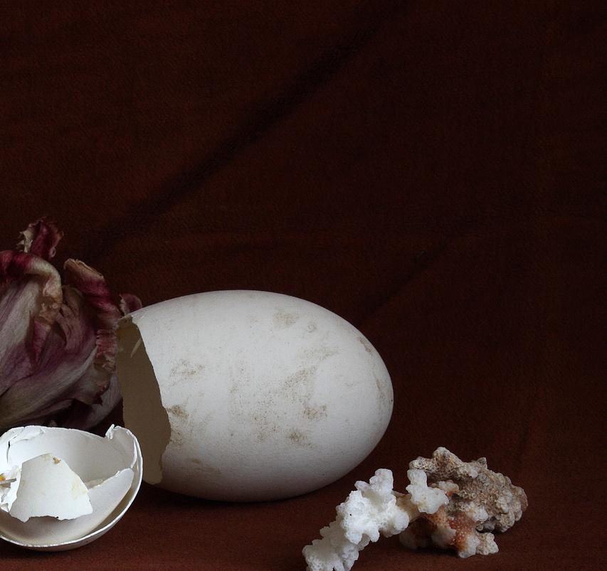 Still Life with a Broken Egg, Antwerp. Limited edition color photograph - Black Color Photograph by Michael James O’Brien