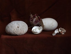 Stillleben mit einem zerbrochenen Ei, Antwerpen. Farbfotografie in limitierter Auflage