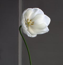 Still life with a White Tulip and a Green Opalina Vase, Antwerp.Color Photograph
