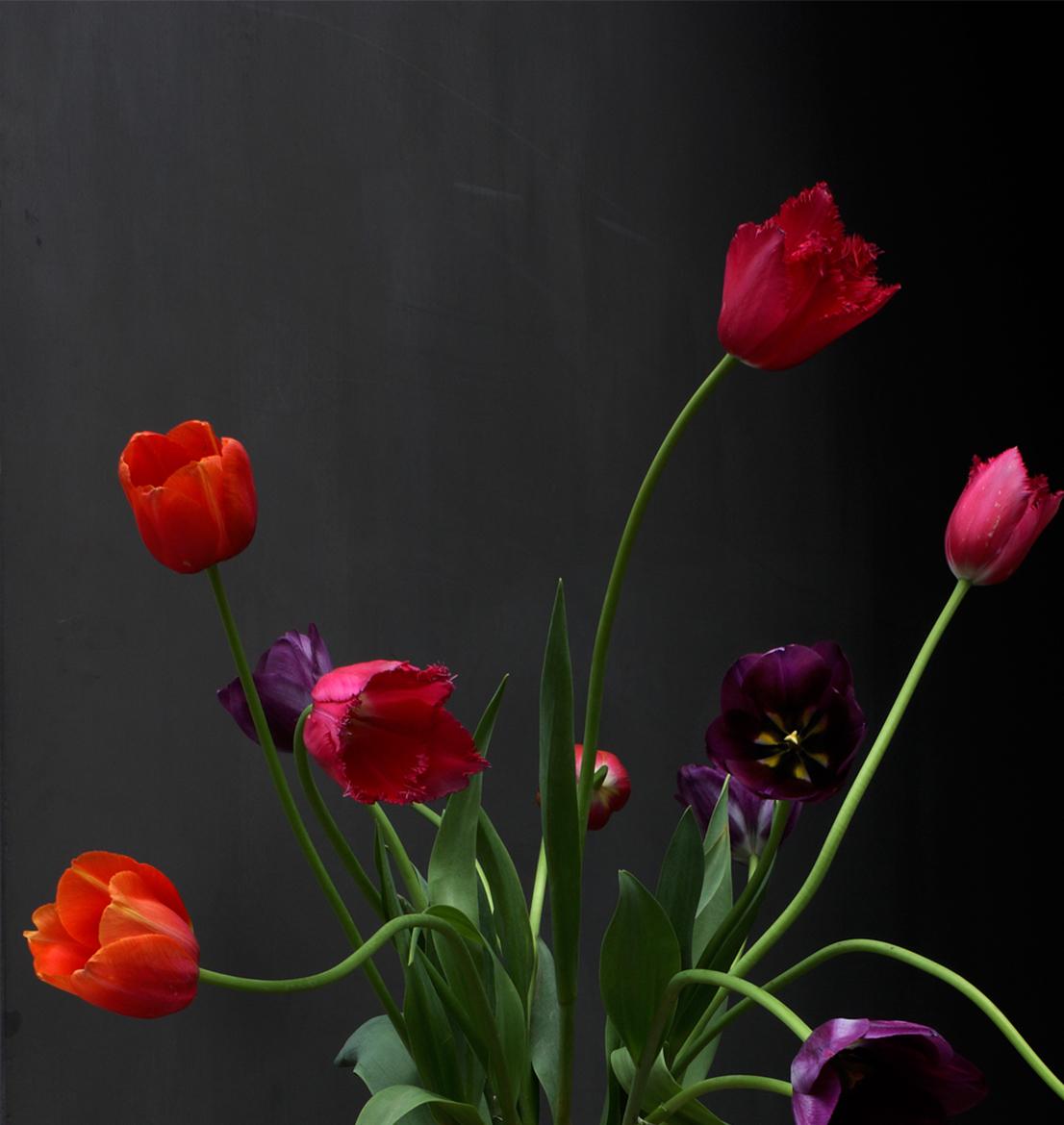 Still life with Tulips, Garden Gloves and a Fluted Opalina Vase, Antwerp, Photo - Photograph by Michael James O’Brien