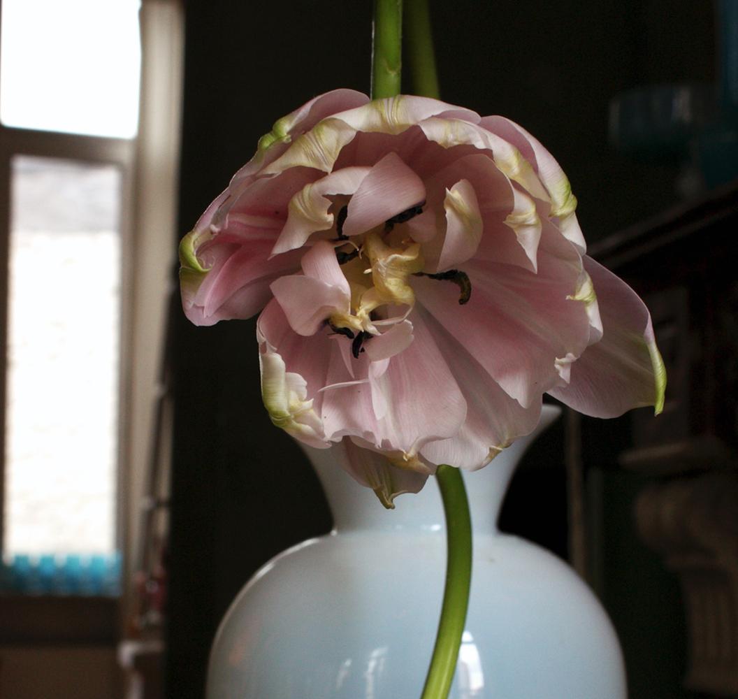 Still Life with Pink Tulips and an Opalina Vase, Antwerp. Color photograph - Photograph by Michael James O’Brien