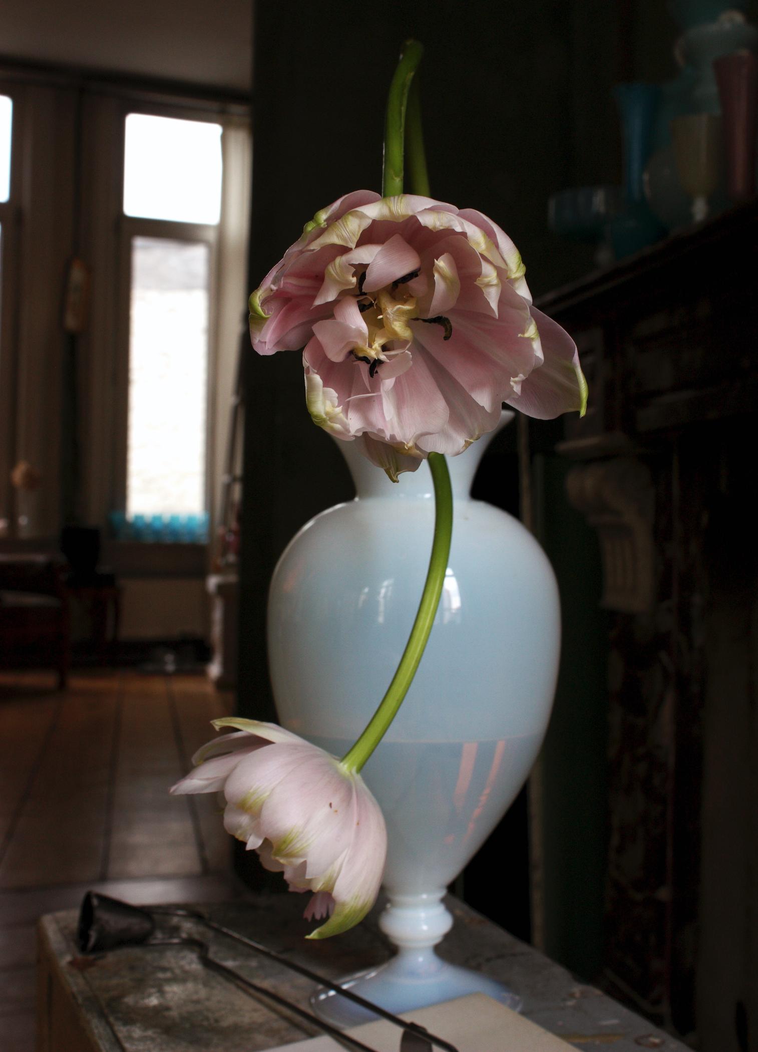 Nature morte avec tulipes roses et vase en opalina, Anvers. Photographie couleur