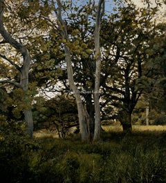 The Glade by Michael John Hunt