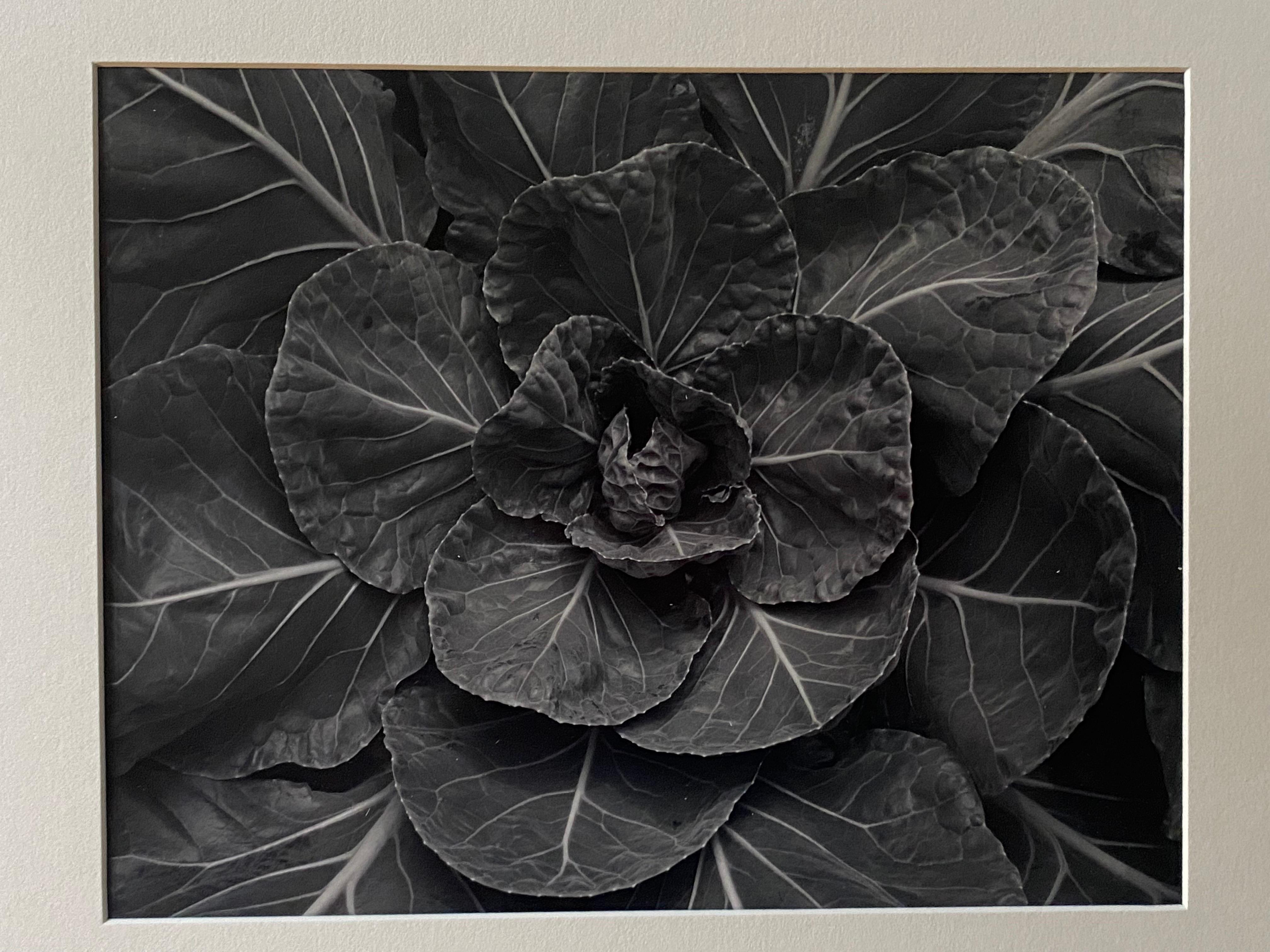 Michael Johnson Botanicals Photography Portfolio 1979 For Sale 4