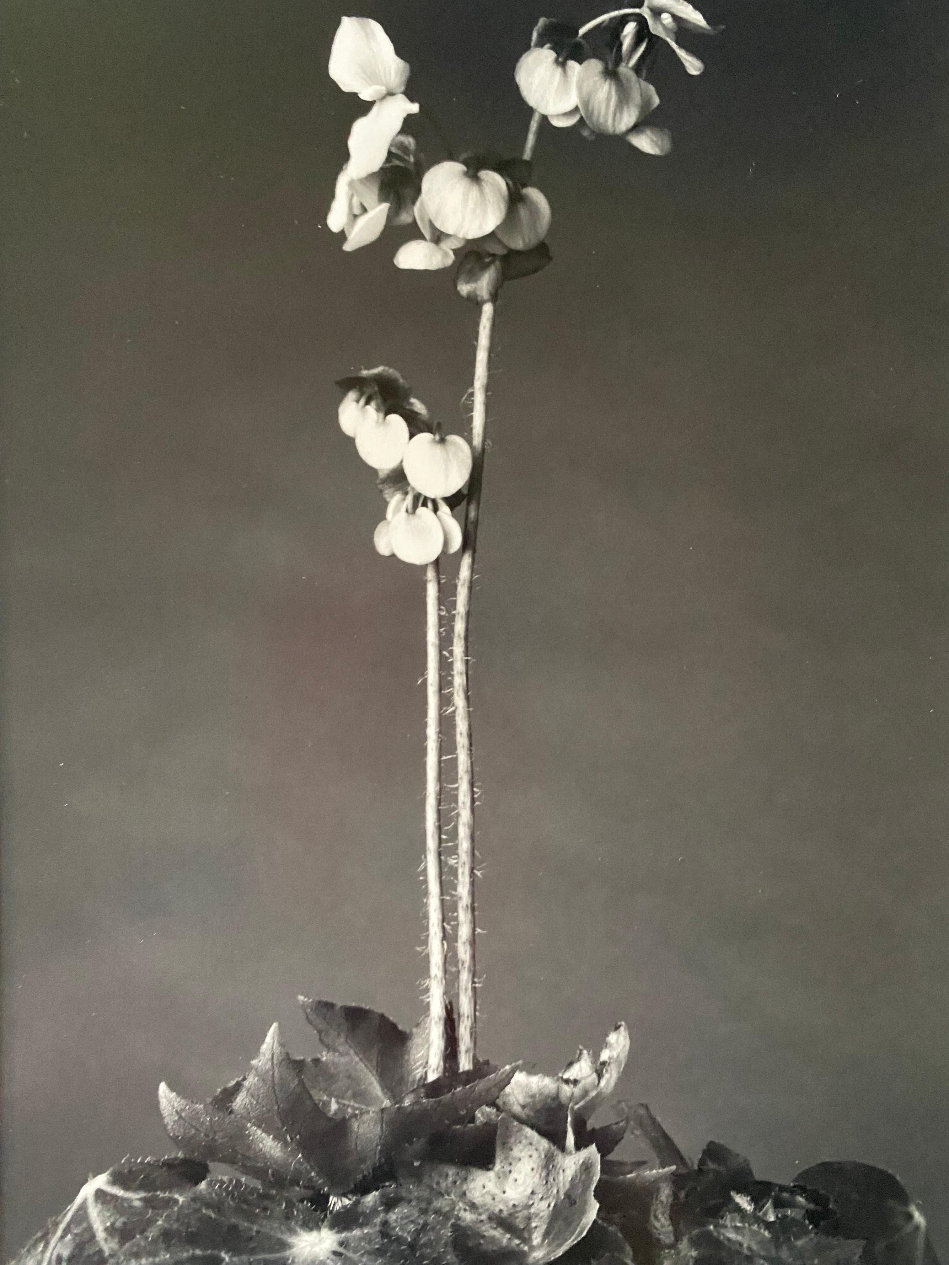Late 20th Century Michael Johnson Botanicals Photography Portfolio 1979 For Sale
