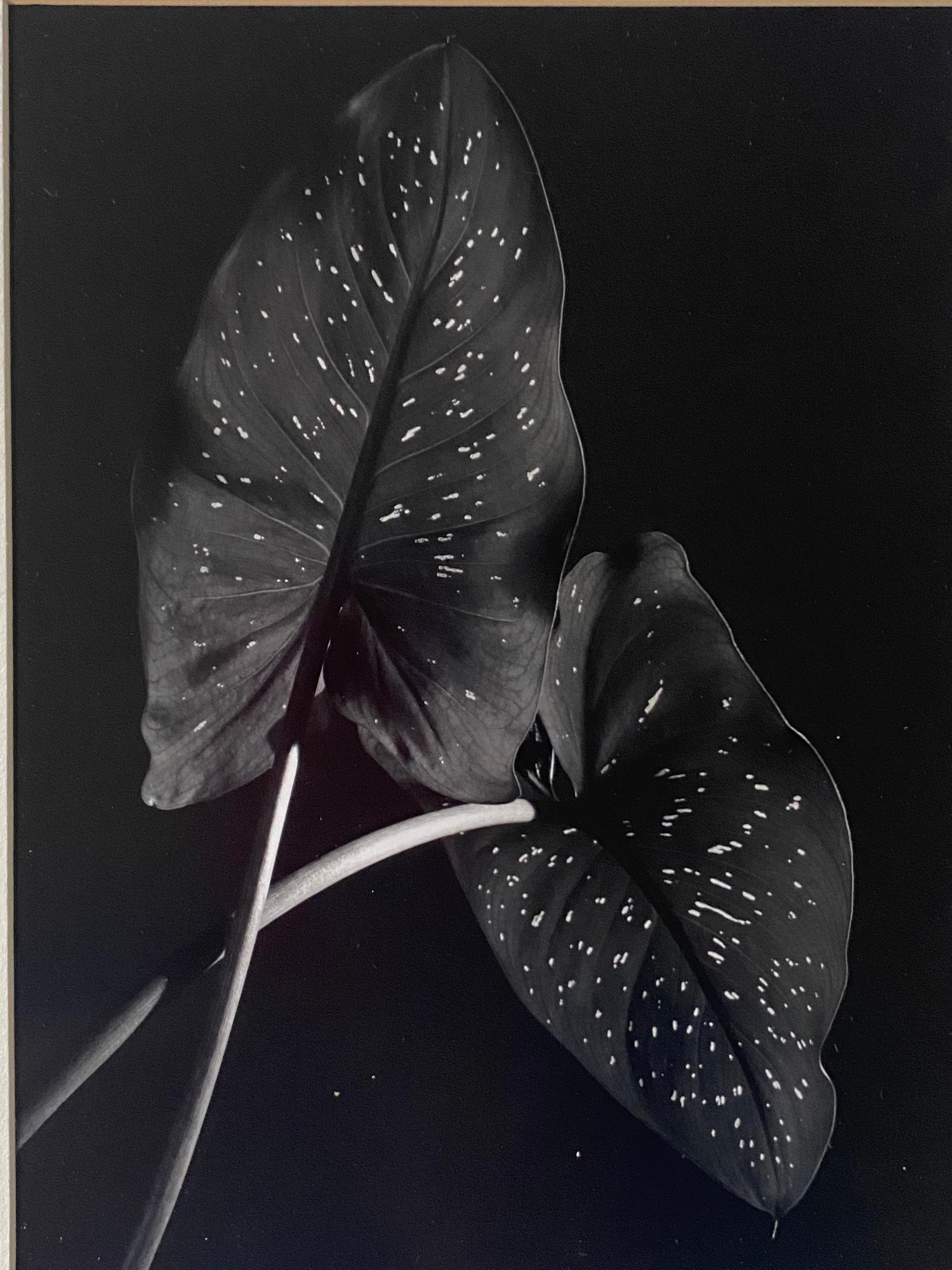 Paper Michael Johnson Botanicals Photography Portfolio 1979 For Sale