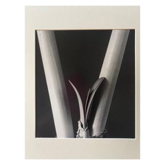 Michael Johnson Botanicals Photography Portfolio 1979