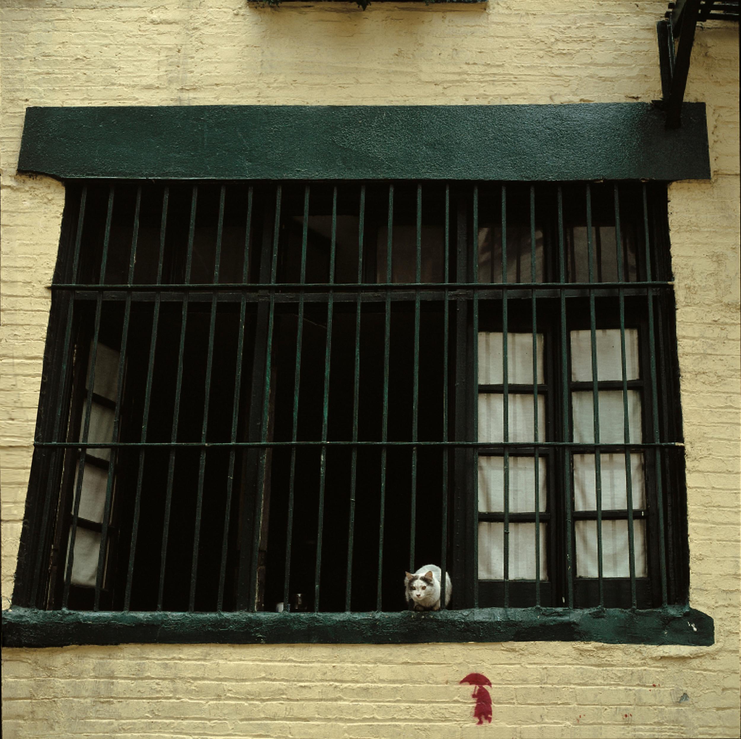 Photo américaine contemporaine de Michael Yamaoka - Chat dans une fenêtre de Soho