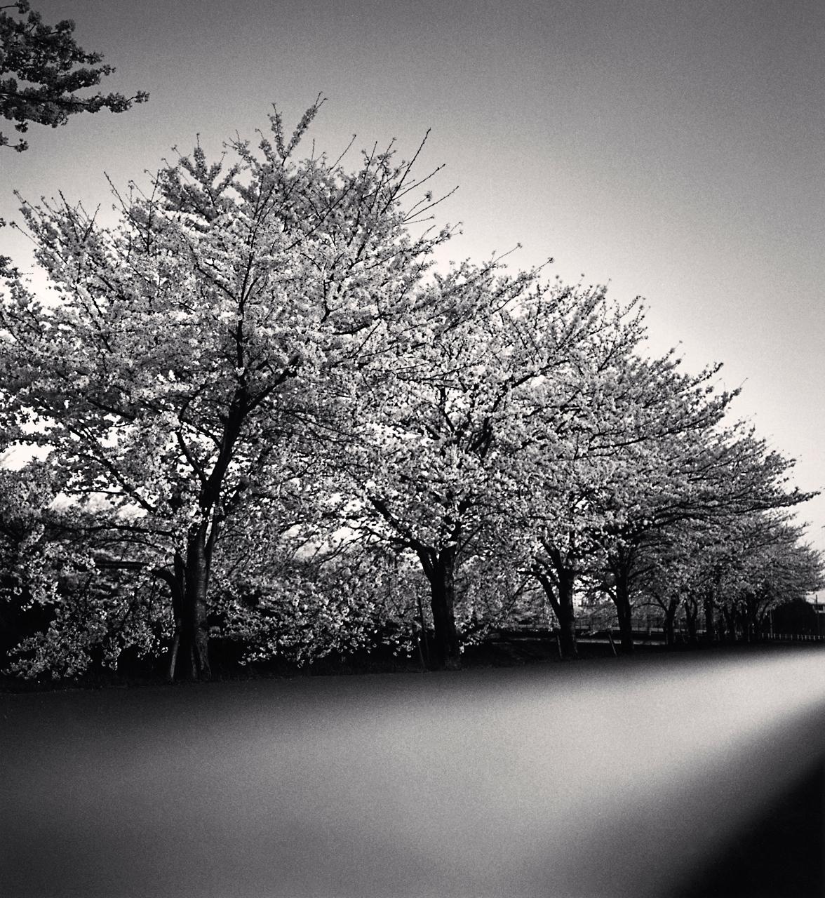 Michael Kenna  Black and White Photograph - Cherry Blossoms, Nara, Honshu, 2002