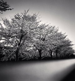 Cherry Blossoms, Nara, Honshu, 2002