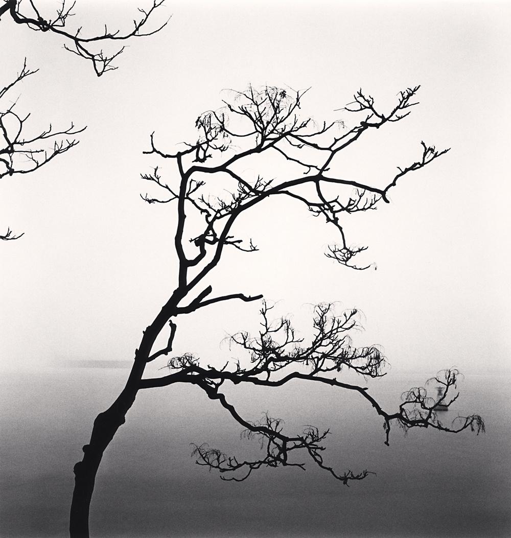 Michael Kenna Black and White Photograph - Ailanthus Tree and Yangze River, Study 1, Nantong, Jiangsu, 2015 (Printed 2016)