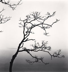 Ailanthus-Baum und Yangze- Fluss, Studie 1, Nantong, Jiangsu, 2015 (Gedruckt 2016)