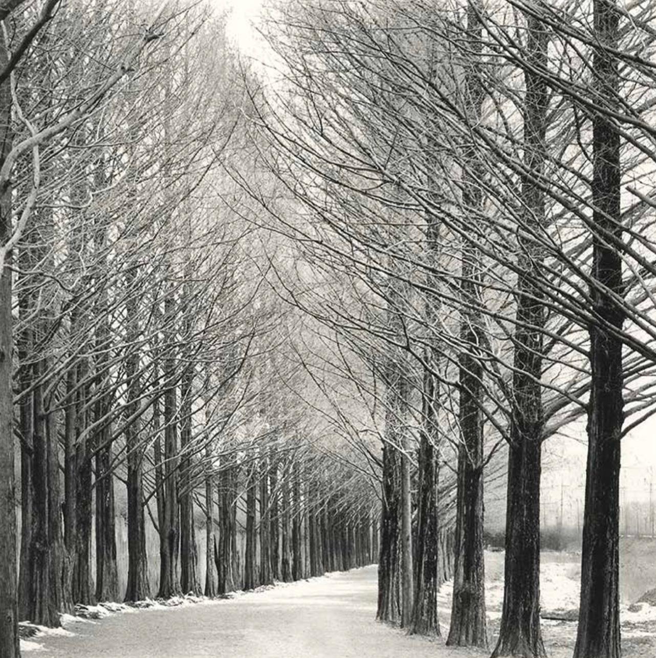 Black and White Photograph di Michael Kenna - Vicolo degli alberi, Damyang, Jeollanamdo, 2012