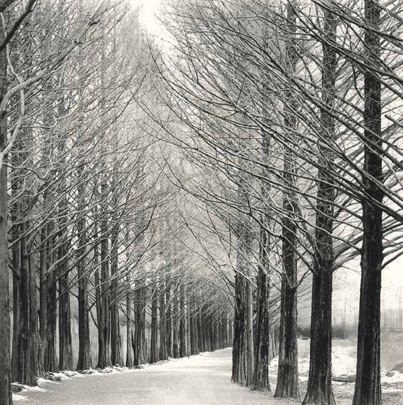 Alley of Trees, Damyang, Jeollanamdo, 2012