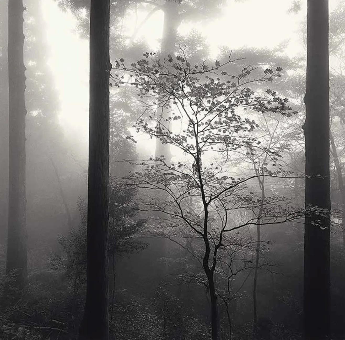 Michael Kenna Black and White Photograph - Autumn Leaves, Unpenji, Shikoku