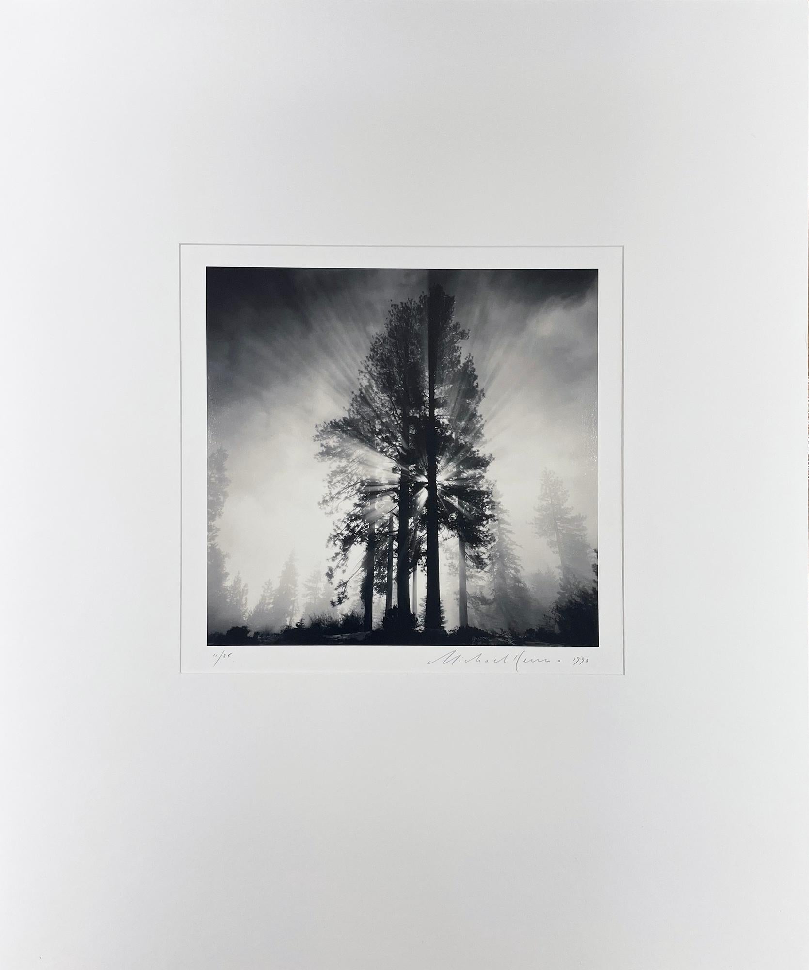 Avenue of Giants, Humbolt, California, USA by Michael Kenna, 1998 For Sale 1