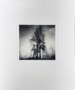 Avenue of Giants, Humbolt, California, USA by Michael Kenna, 1998