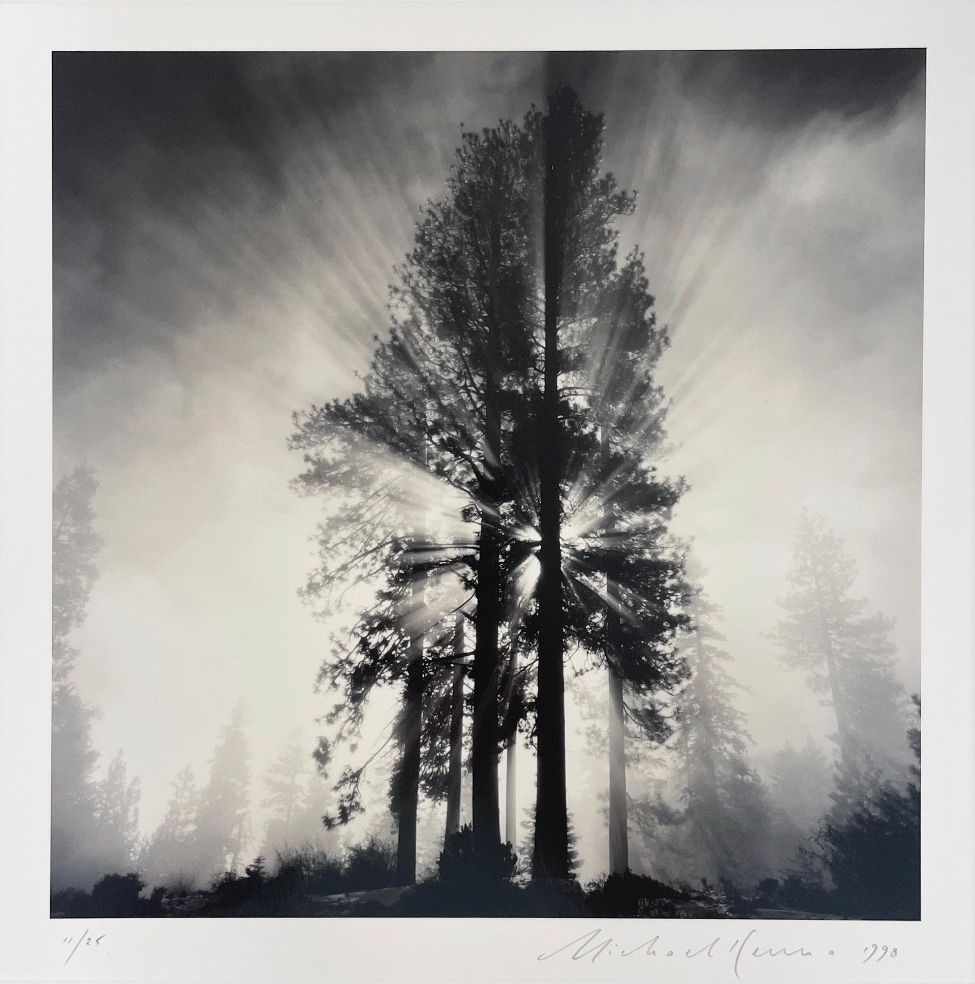 Avenue of Giants, Humbolt, California, USA by Michael Kenna, 1998 For Sale 2