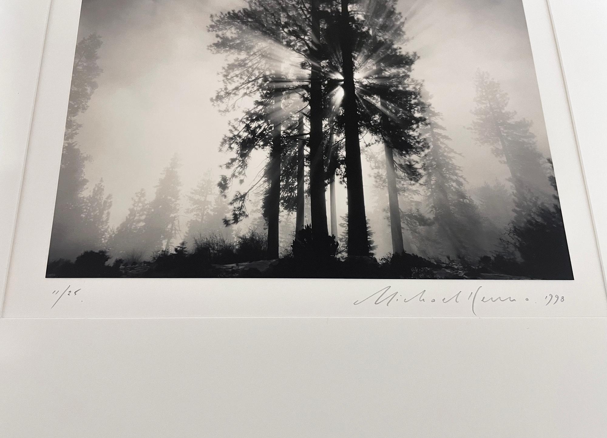 Avenue of Giants, Humbolt, California, USA by Michael Kenna, 1998 For Sale 3