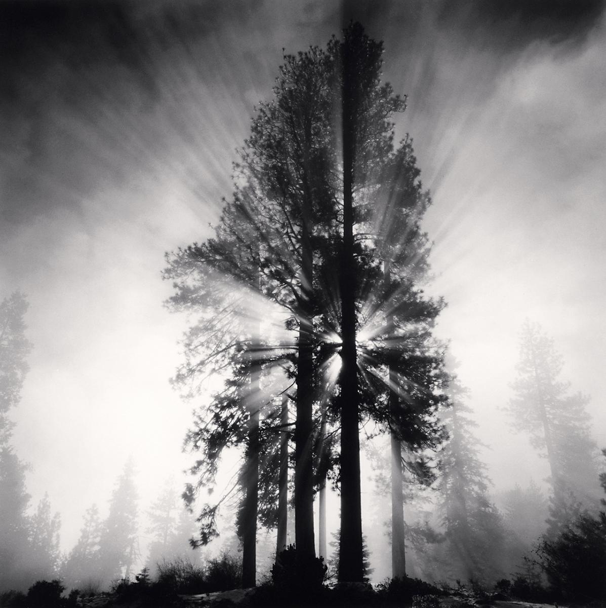 Avenue of Giants, Humbolt, California, USA by Michael Kenna depicts a dramatic forest scene. A grove of redwood trees is backlit by the sun. The harsh light diffuses through fog, and shines through the trees in striking rays. The glow of the light