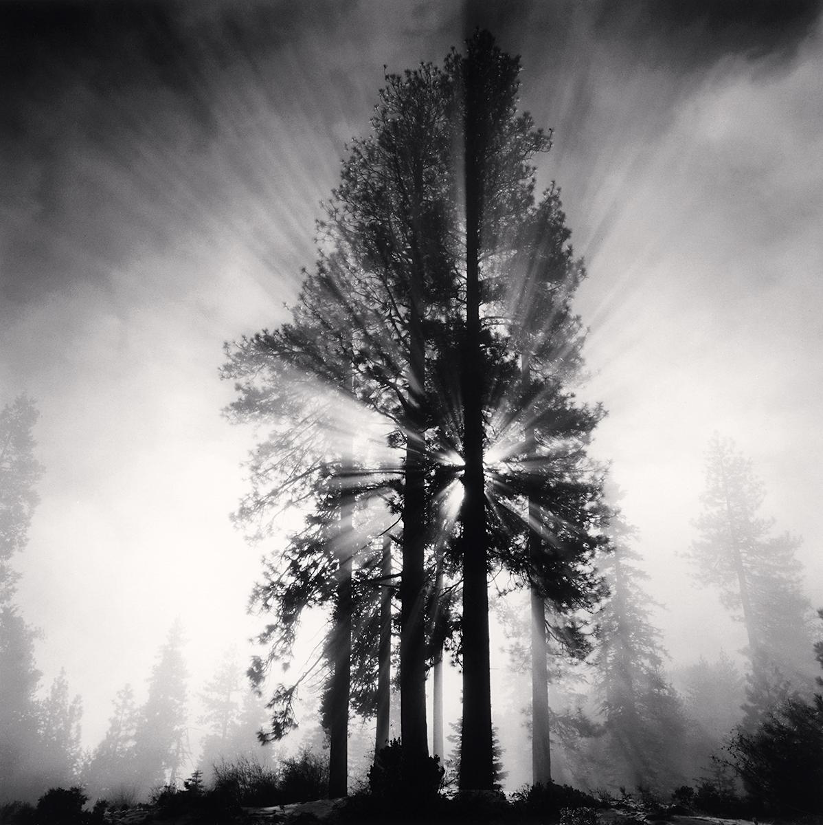 Michael Kenna Landscape Photograph - Avenue of the Giants, California, USA