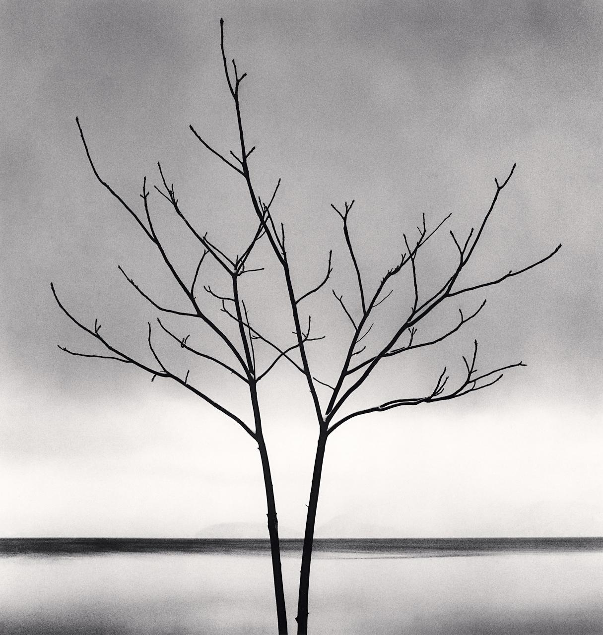 Michael Kenna Landscape Photograph - Bare Tree, Toya Lake, Hokkaido, Japan, limited edition photograph 