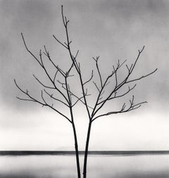 Bare Tree, Toya-See, Hokkaido, Japan, Fotografie in limitierter Auflage 
