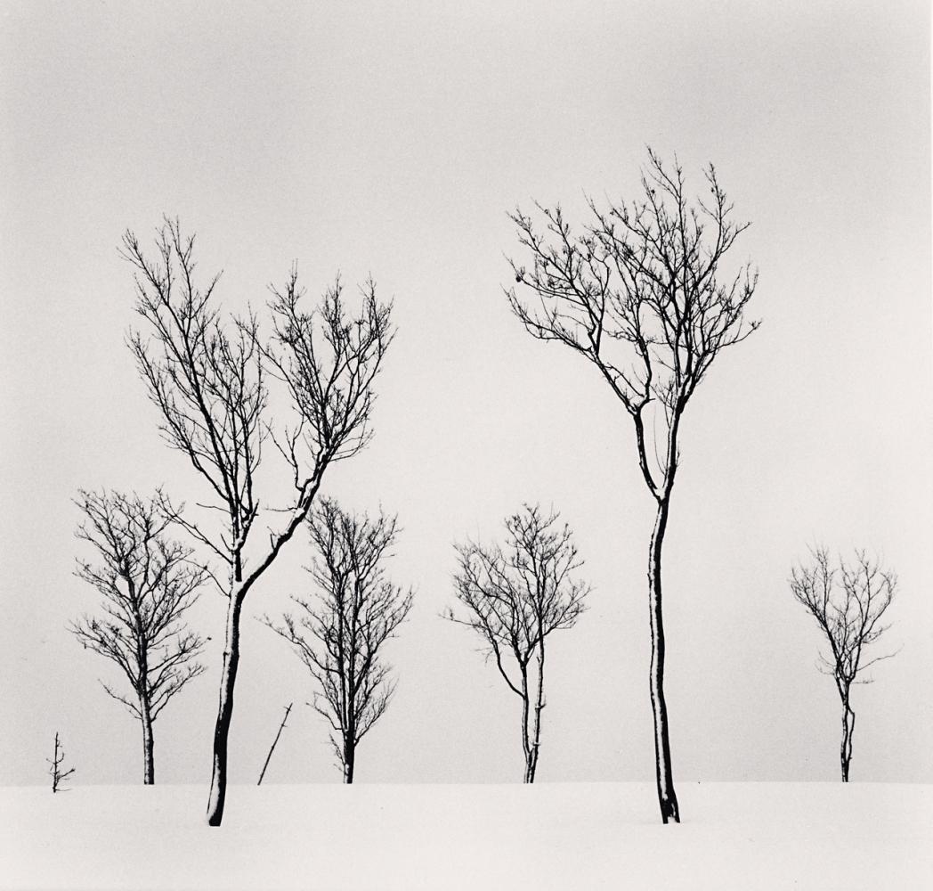 Michael Kenna Landscape Photograph – Gartenbäume aus Birkenholz, Hokkaido, Japan 