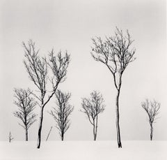 Birch Hill Trees, Hokkaido, Japan 