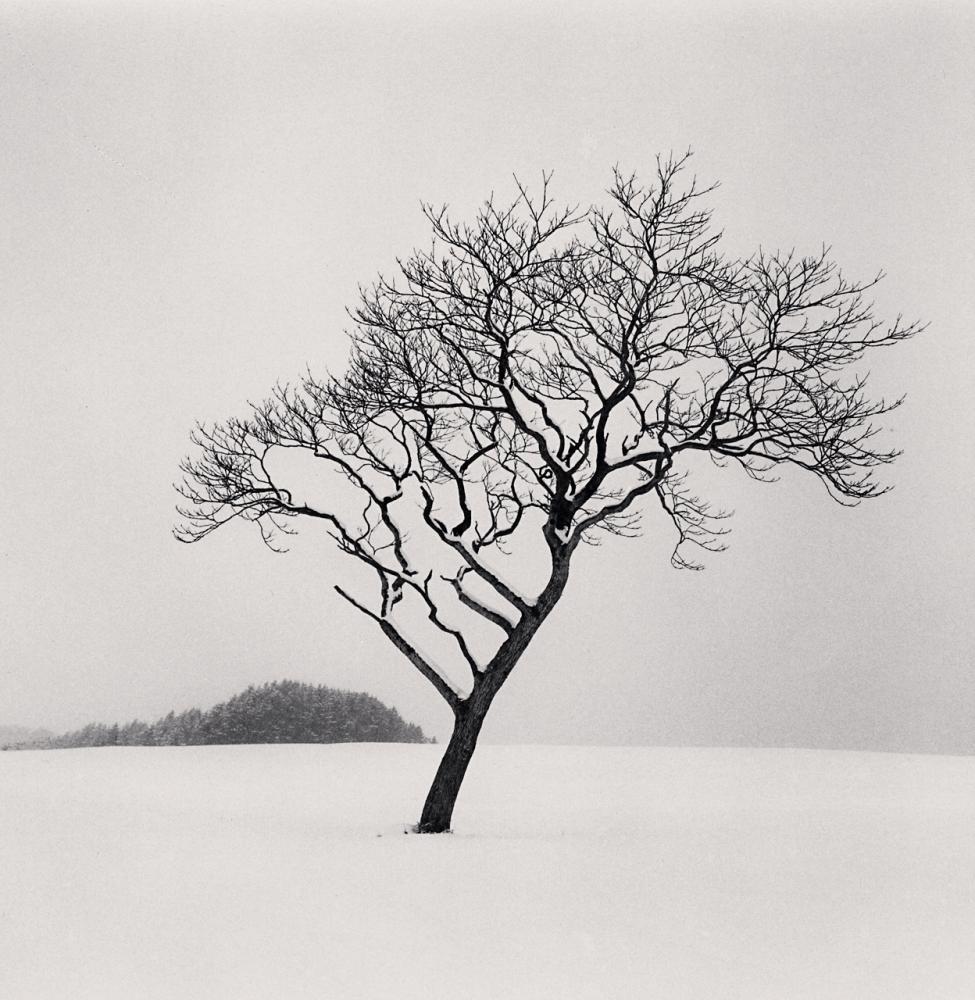 Michael Kenna Black and White Photograph - Blackstone Hill Tree, Hokkaido, Japan