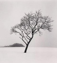 Tree de colline en pierre noire, Hokkaido, Japon