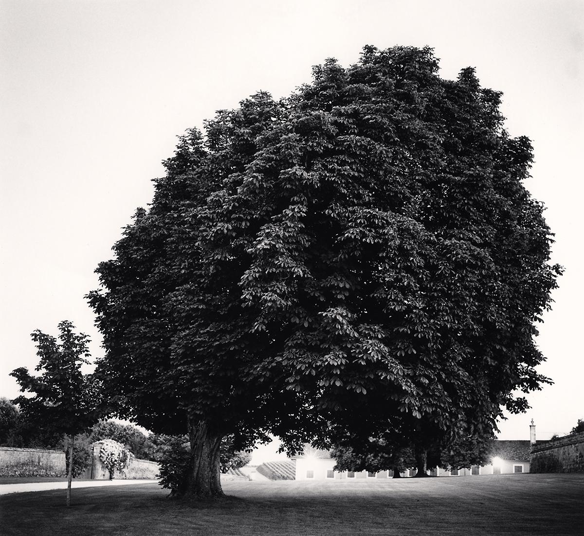Chateau Lafite Rothschild, Study 12, Bordeaux, Frankreich von Michael Kenna zeigt einen üppigen, scheinbar überdimensionalen Baum, der die Landschaft dominiert. Die Gebäude im Hintergrund lugen hinter dem Laub des Baumes hervor. Die detaillierten